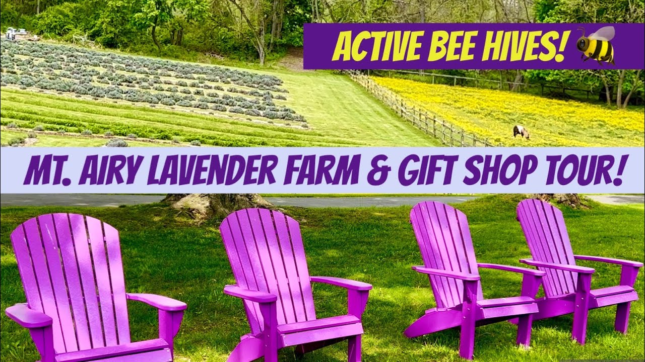 Mt. Airy Lavender Farm & Gift Shop Tour! Coatesville PA! Gorgeous Walkthrough! Active Bee Hives!