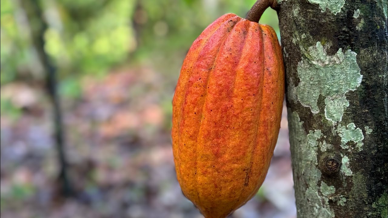Producción de CACAO en República Dominicana 🇩🇴 