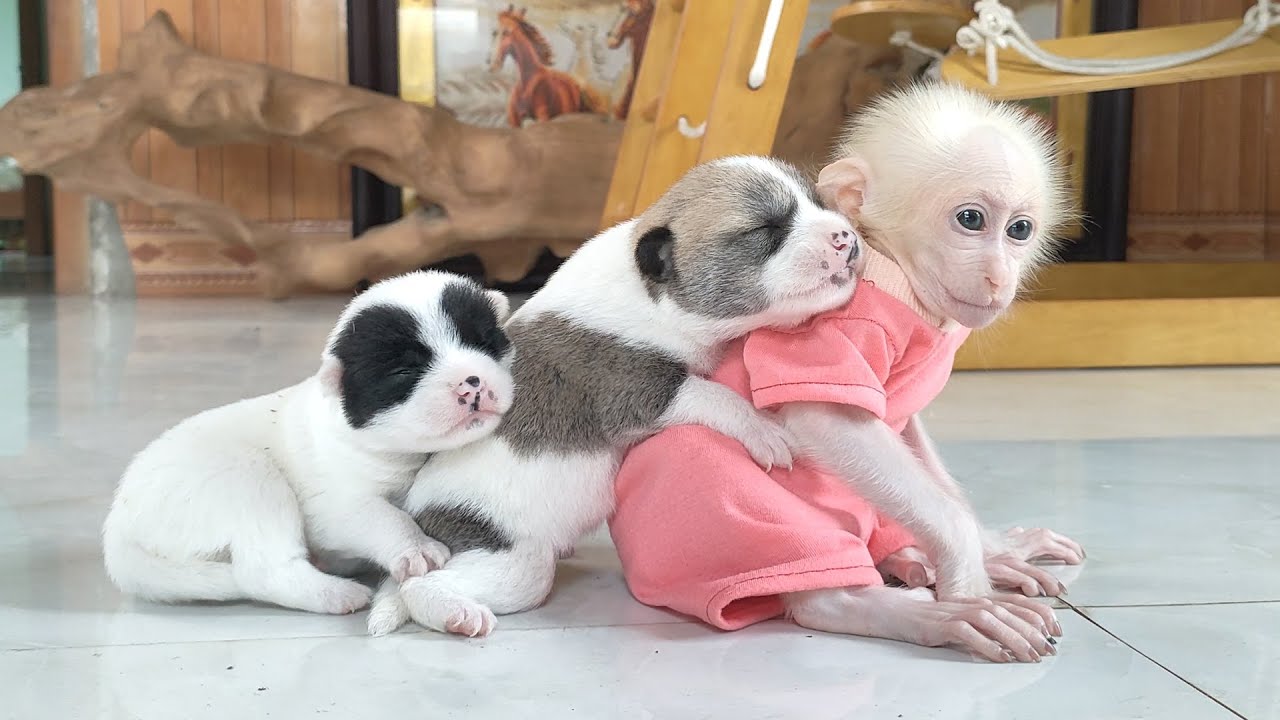 Super cute! Baby monkey Su takes care of the lost puppy - Mother dog is touched