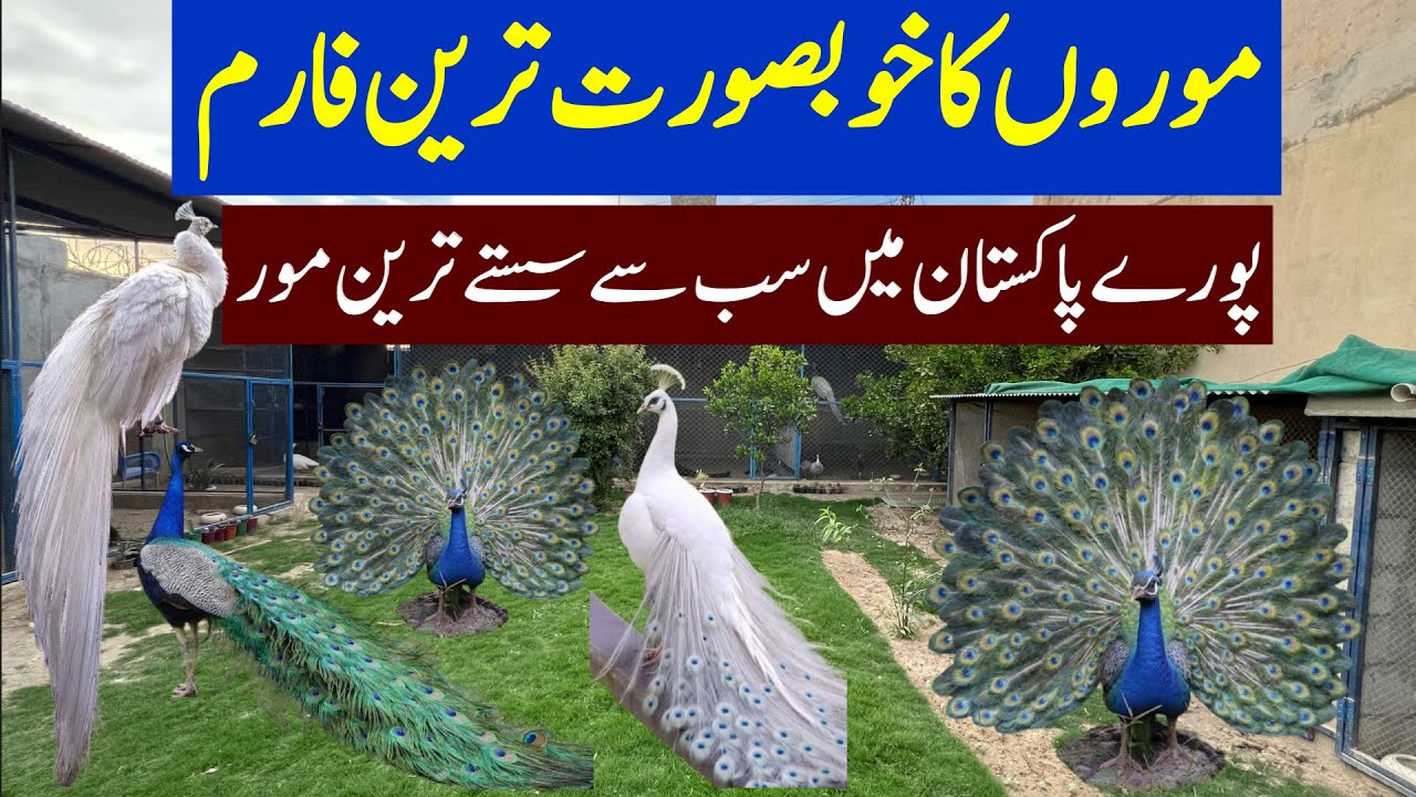 Ground Birds Farm | Biggest offer on peacock | Peacock Chicks Prices | Peacock Farm | Birds Market