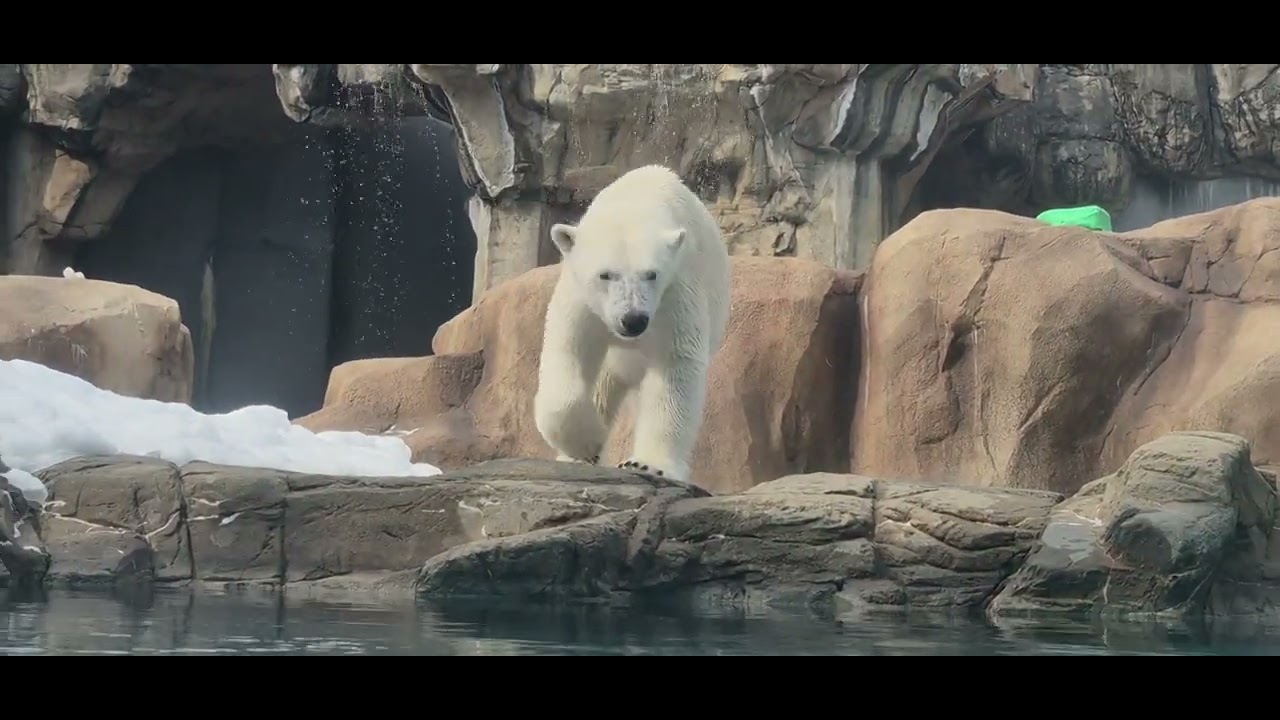 ホッキョクグマ🐻‍❄️のゆめちゃん