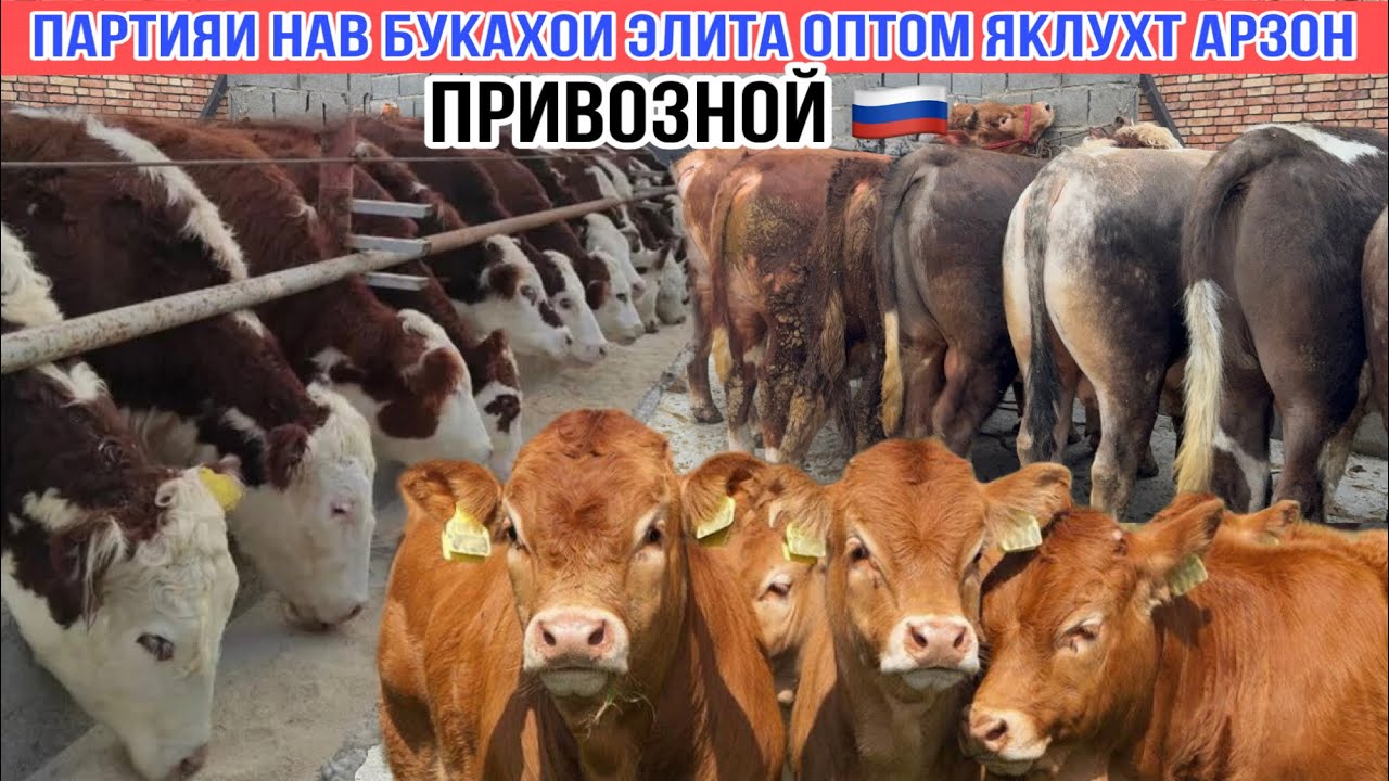 БУКАХОИ ЭЛИТА ОПТОМ ЯКЛУХТ АРЗОН 7 марта 2026 г.