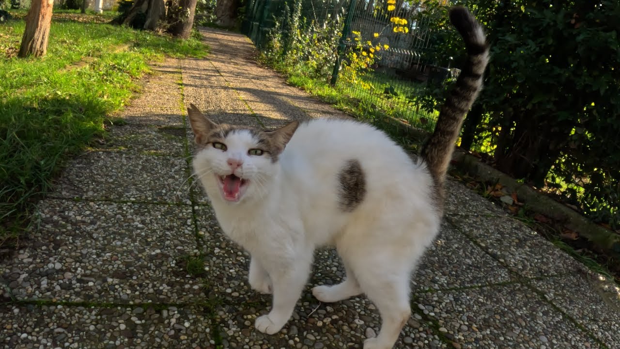 Geveze the talkative cat greets me with joy right away she wakes up