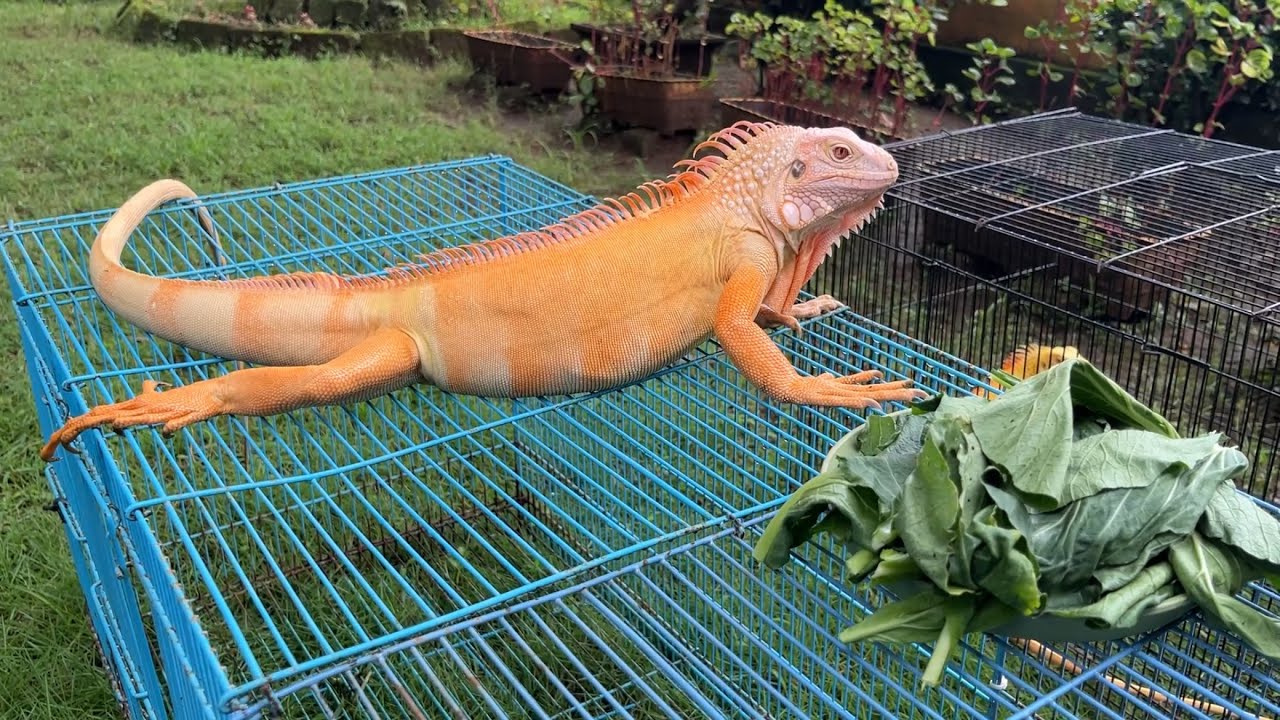Aktivitas iguana saat berjemur part 2 | ASMR satisfying suara alam yang asri