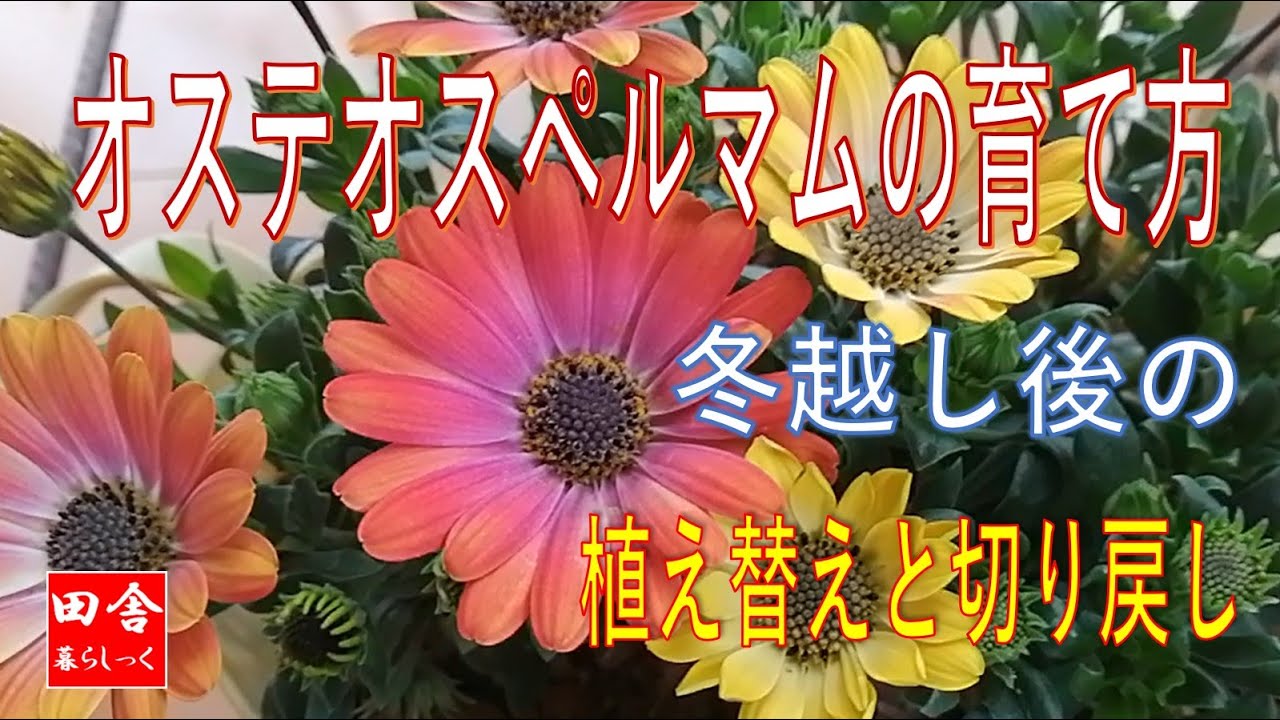 オステオスペルマムの育て方　冬越し後の植え替えと切り戻し