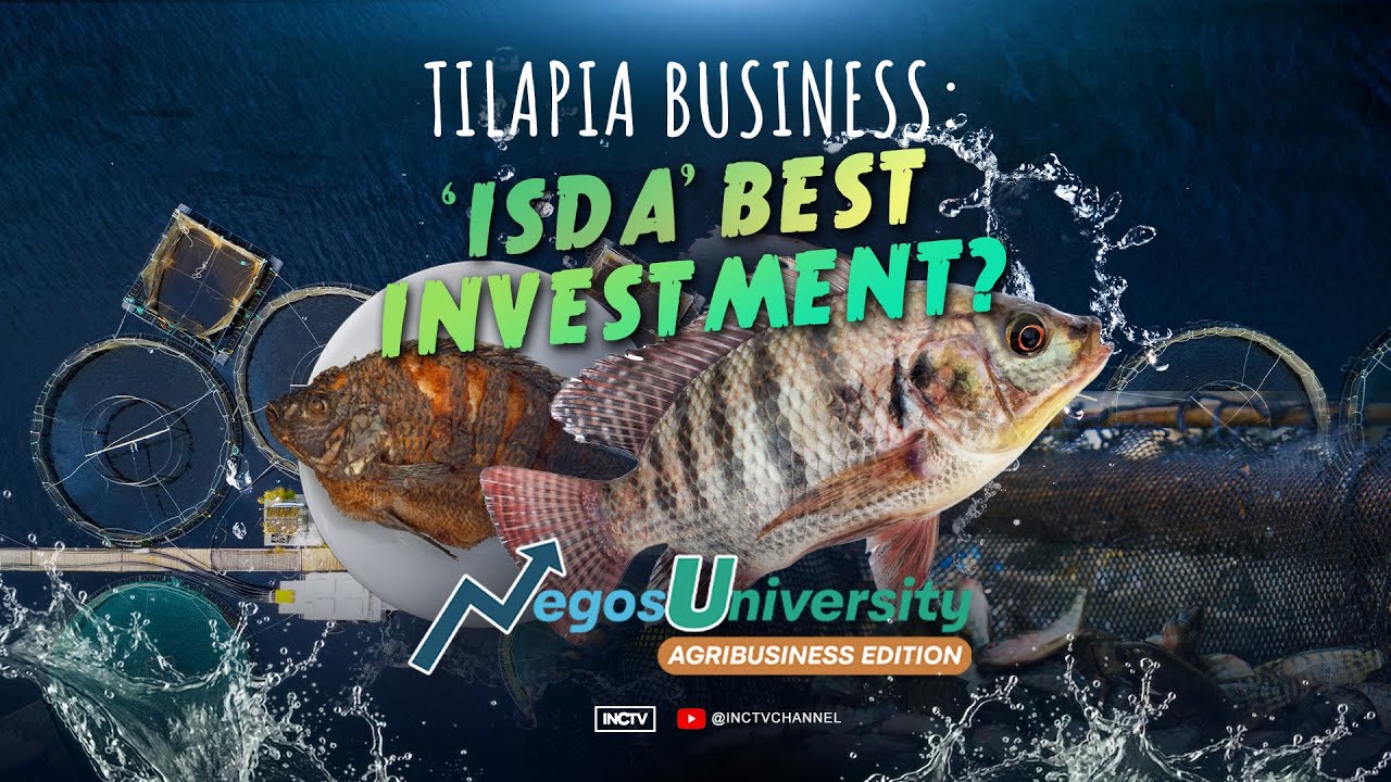 Tilapia Business: ‘Isda’ Best Investment? | NegosUniversity