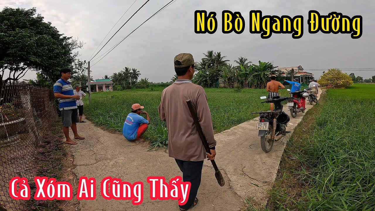 Truy Tìm Con Rắn To Bằng Bắp Tay Mà Ra 2 Con Hổ Mang Vàng Khè | Mười Thương San Bắt