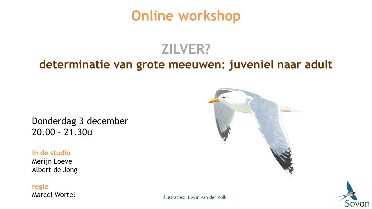 Online workshop: hoe determineer je grote meeuwen? Deel II