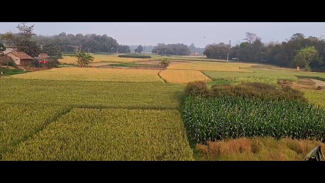 Village mornings hit different 🌾✨ | Cinematic Village Life  #peace #cinematic #shorts 