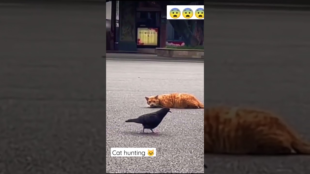 So this is how cat hunts bird🤔🐱