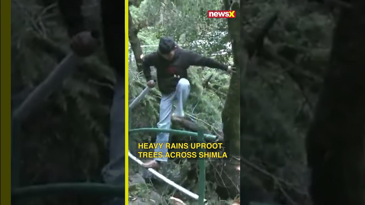 Heavy Rain Lashes Shimla | Trees Uprooted in Several Parts of Himachal Pradesh #himachalpradesh