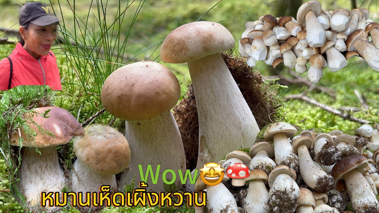 วันนี้เป็นวันที่หมานสุด # เก็บเห็ดเผิ้งหวานแบบจัดเต็ม # มีแต่ดอกสวยๆๆ.5/10/2025.