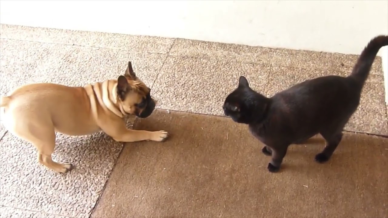 chat et chien, qui va l'emport&eacute; dans cette bagarre