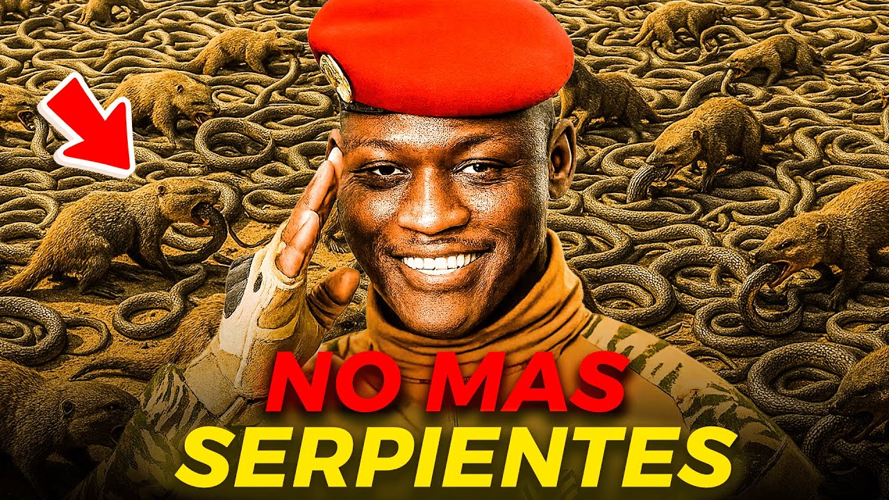 El Proyecto “Matadores de Serpientes” de Ibrahim Traoré: 30 Mil Mangostas en Acción