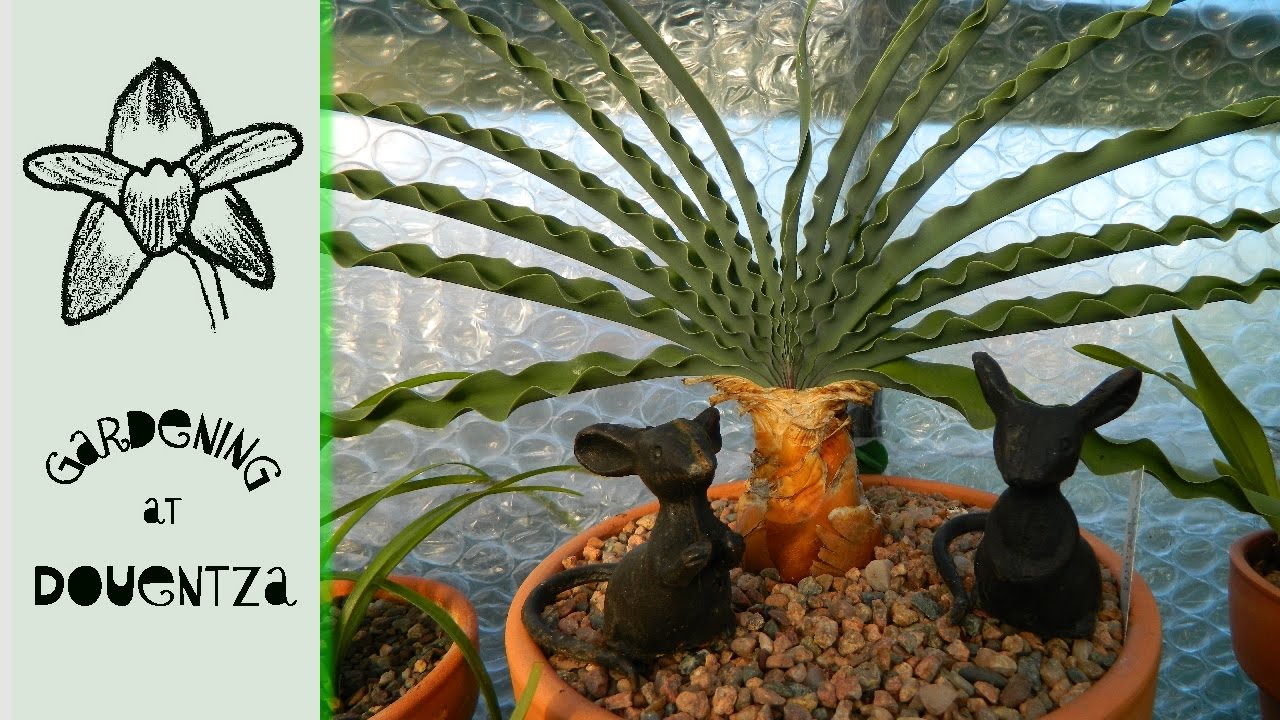 Poison Arrows, Sore Eyes & The Most Requested Plant - Boophone disticha