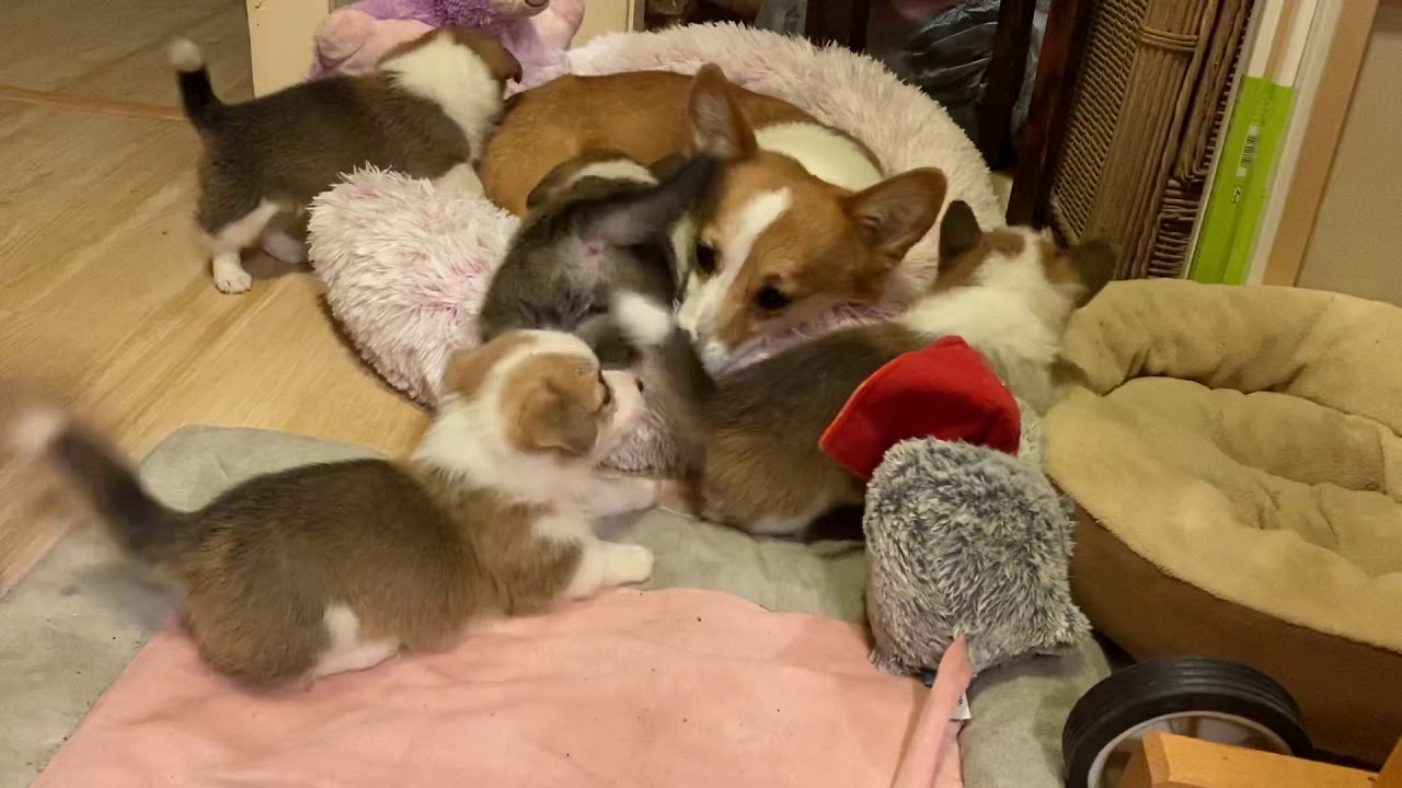Corgi puppies playing with mama