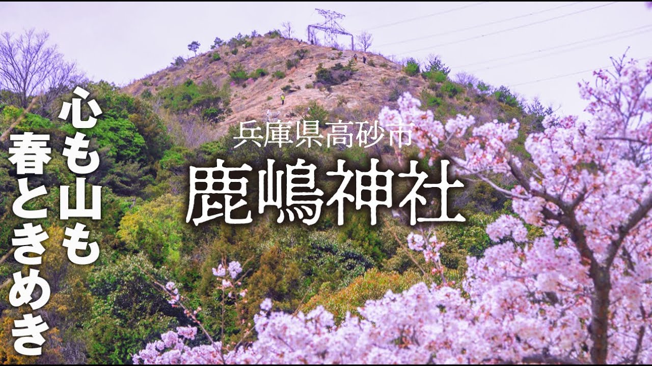 【お散歩風景】桜満開の鹿嶋神社（高砂市）2022