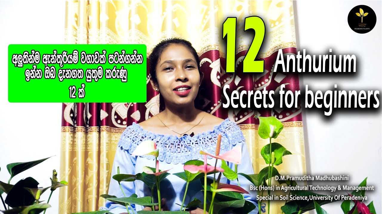 ගෙදර ඉඳන් සල්ලි හොයන්න ඇන්තූරිම් වගාවක් ආරම්භ කරමු / Anthurium wagawa / anthurium cultivation 2021