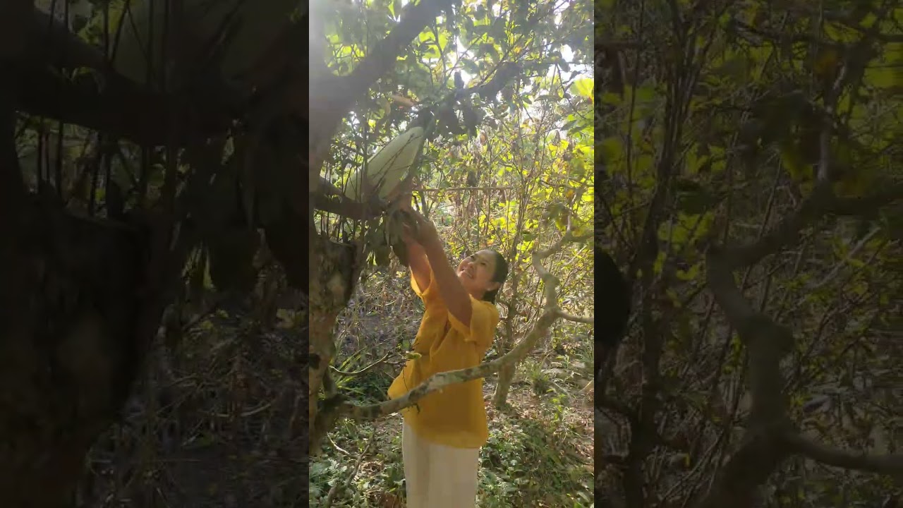 Cảnh đồng quê miền tây 🥰🌾🫒🍊💃