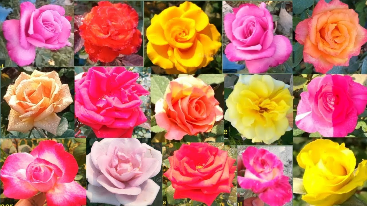 40 Rose Variety  With Names   Rose Variety In India   Rose Flower