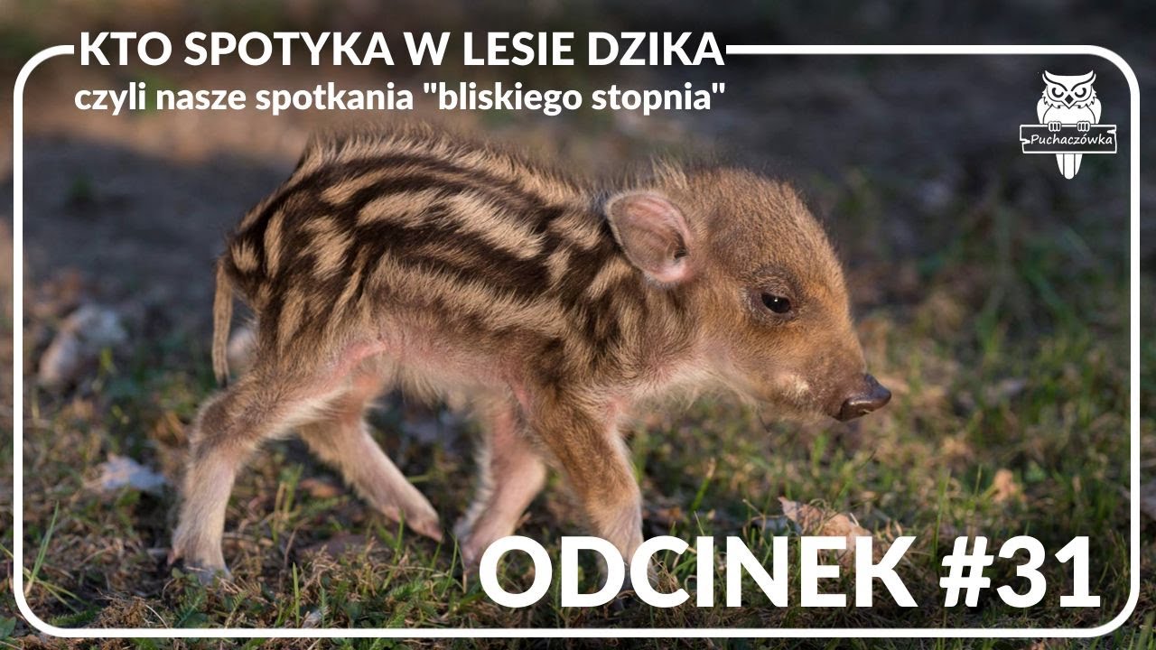 Odcinek #31 - Kto spotyka w lesie dzika czyli jak się zachować