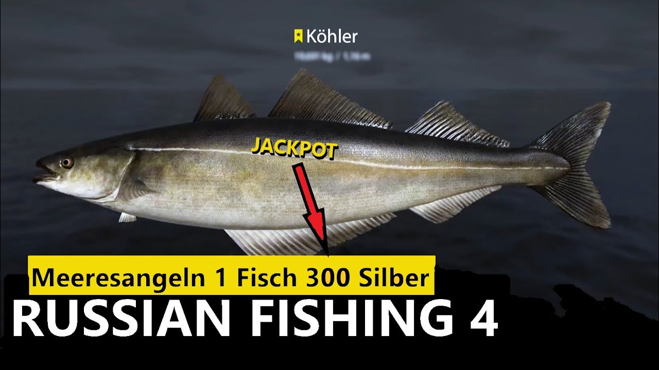 Russian Fishing 4 Köhler Trophy am Nordmeer 1 Fisch 300 Silber