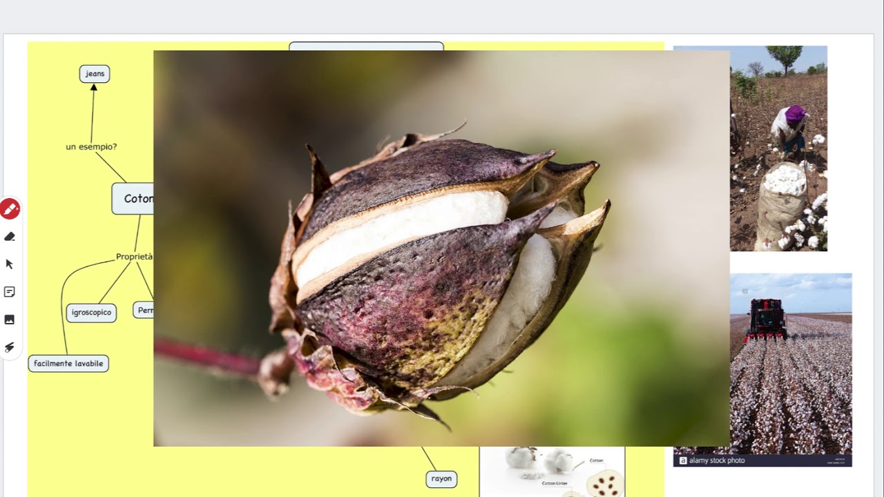 Video lezione sul cotone