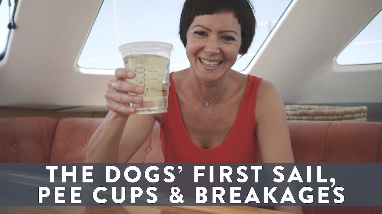 S02 E02 Dogs' First Time Sailing on a Catamaran, Pee Cups, & Breakages