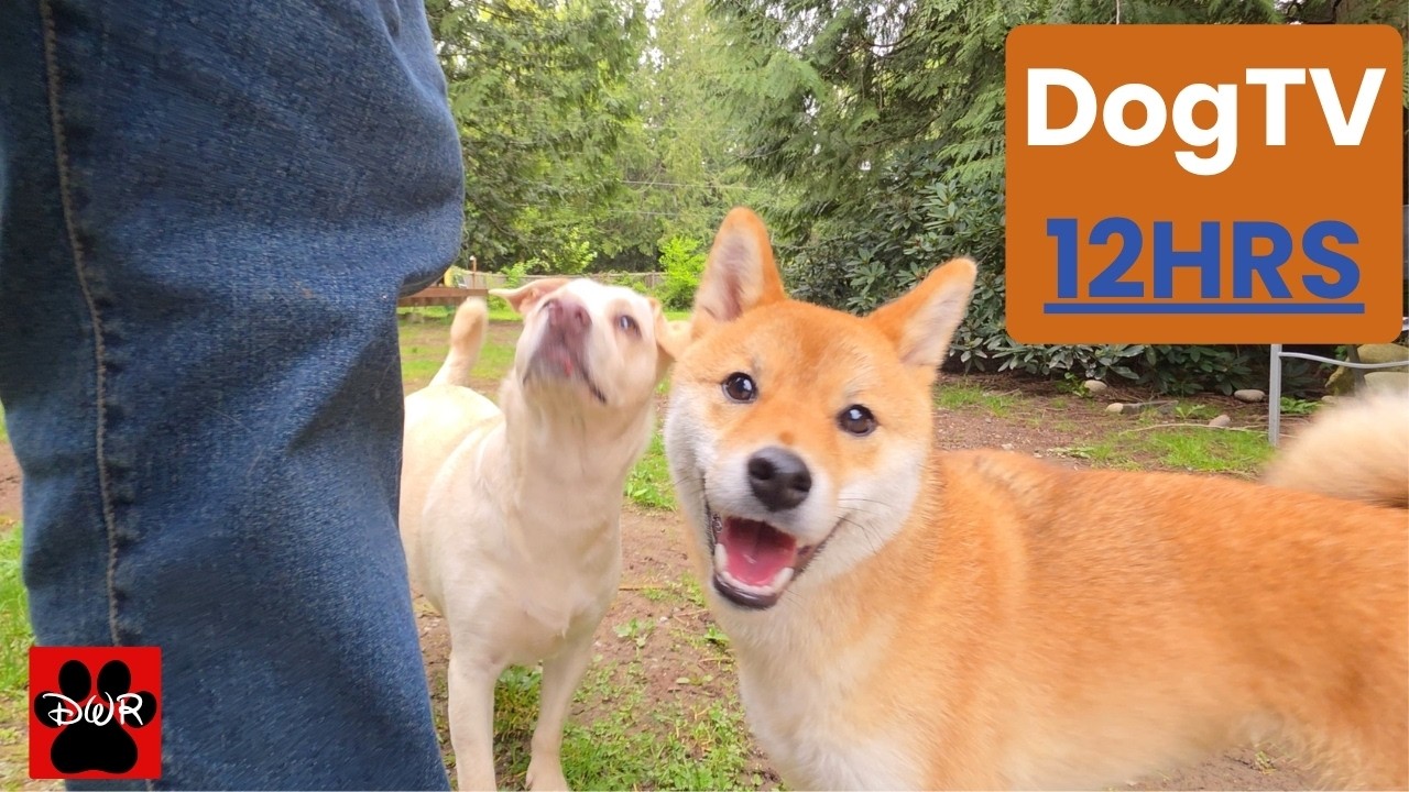 12-Hour DogTV Daycare 🐶 Real Forest Dogs | Keep Your Pup Busy All Day