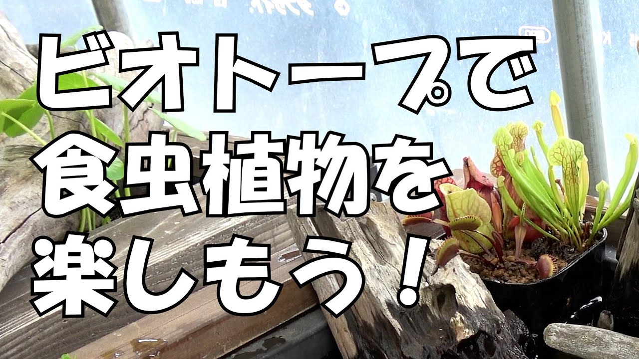 ビオトープで食虫植物を楽しもう！