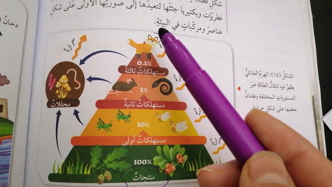 انتقال الطاقة ودورات المواد في الأنظمة البيئية للصف السابع