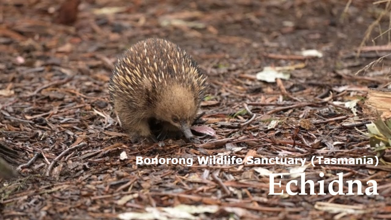 Bonorong Wildlife Sanctuary Tasmania Part 1: Echidna
