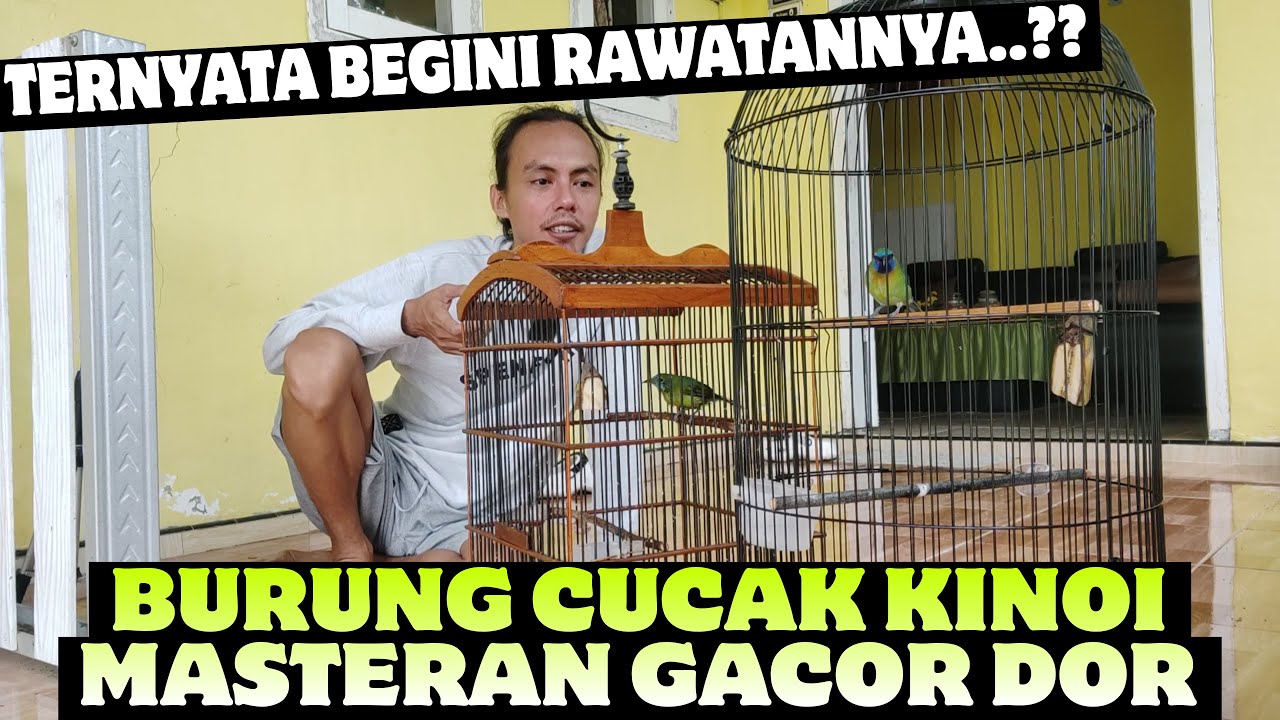 TERNYATA BEGINI CARA MERAWAT CUCAK KINOI JADI GACOR DOR || QINARA BANYUWANGI