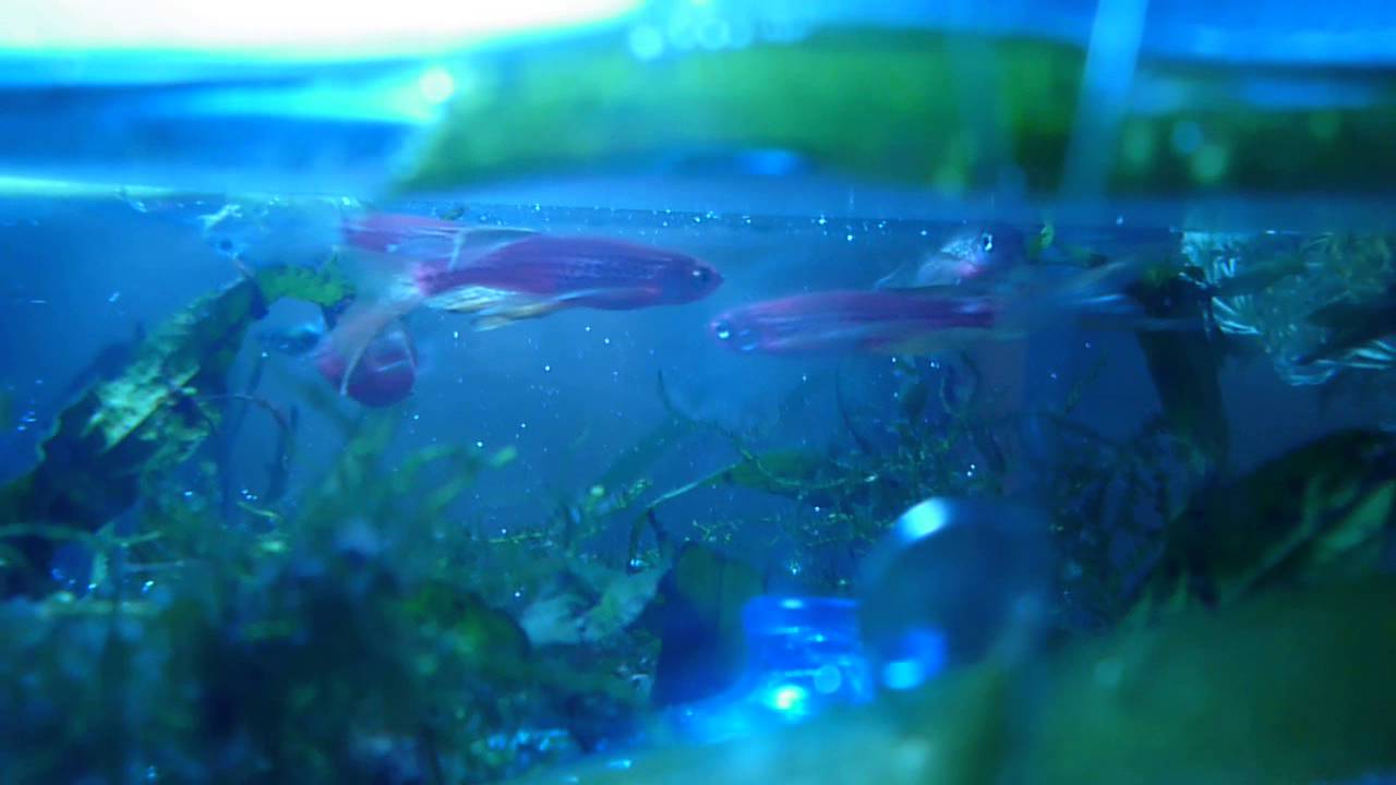 Danio czerwone tarło