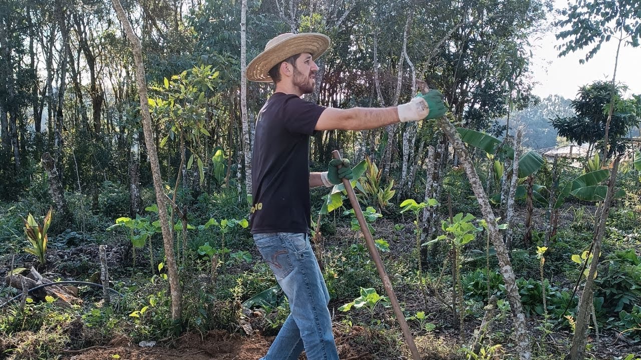 Mistério na Agrofloresta Após 2 Anos de Implantação