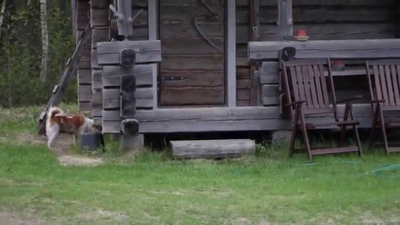 Pöhölöt pohjiksen pennut