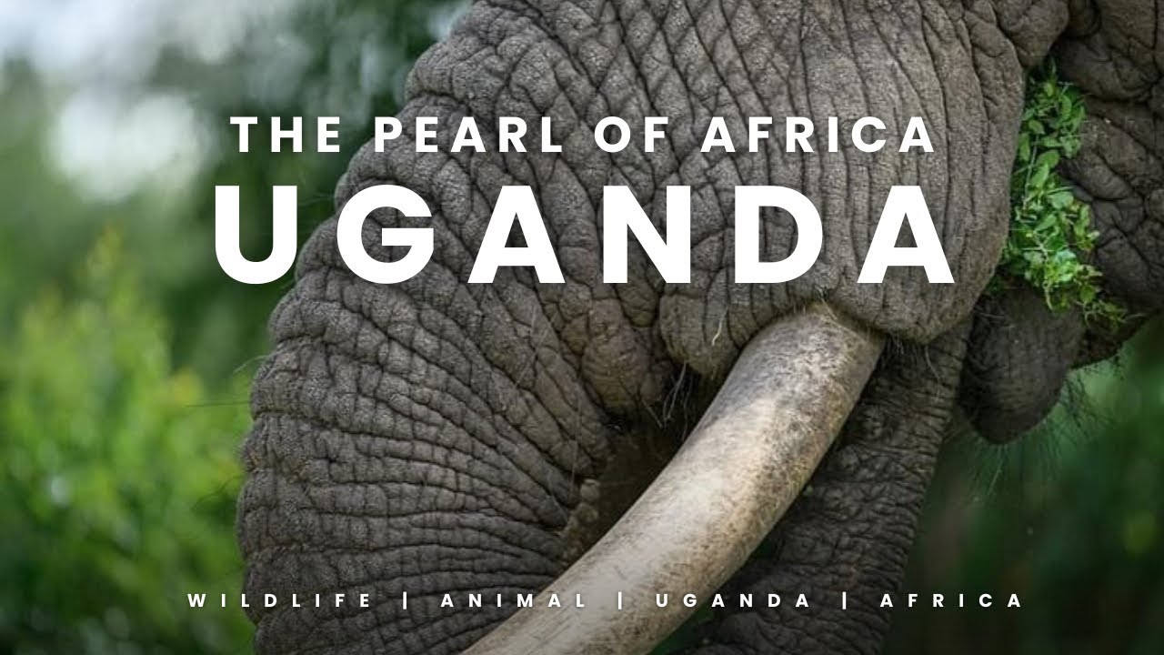 UGANDA  🇺🇬 2018 | Trip to the Pearl of Africa - 4K