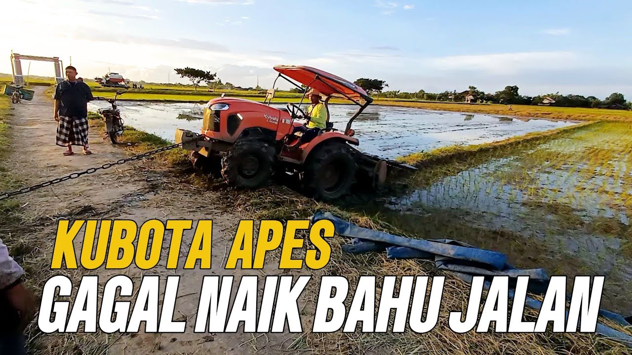 TRAKTOR KUBOTA APES,D TARIK DULU BARU KUAT ! OLAH LAHAN  PADI KE 2
