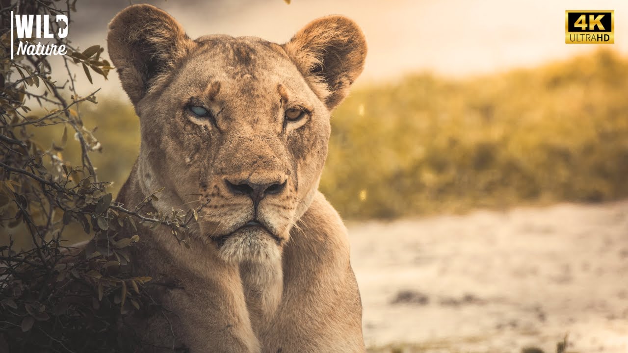 Reis da Savana - O Imp&eacute;rio Indom&aacute;vel dos Le&otilde;es | Document&aacute;rio Completo
