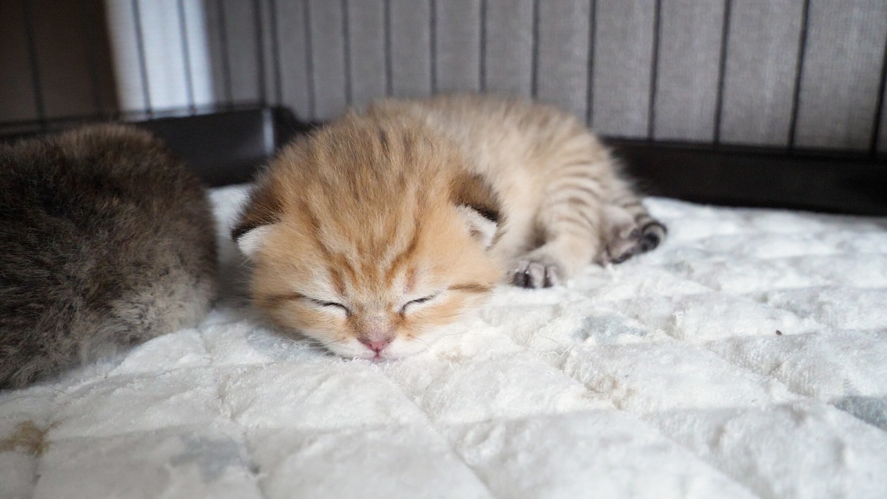 The reaction when you pet a sleepy kitten is just too cute...