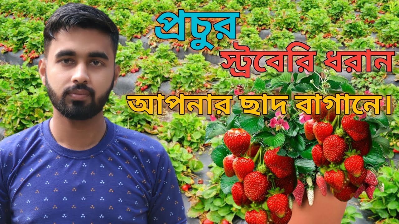 প্রচুর স্ট্রবেরি ধরান আপনার ছাদ বাগানে।