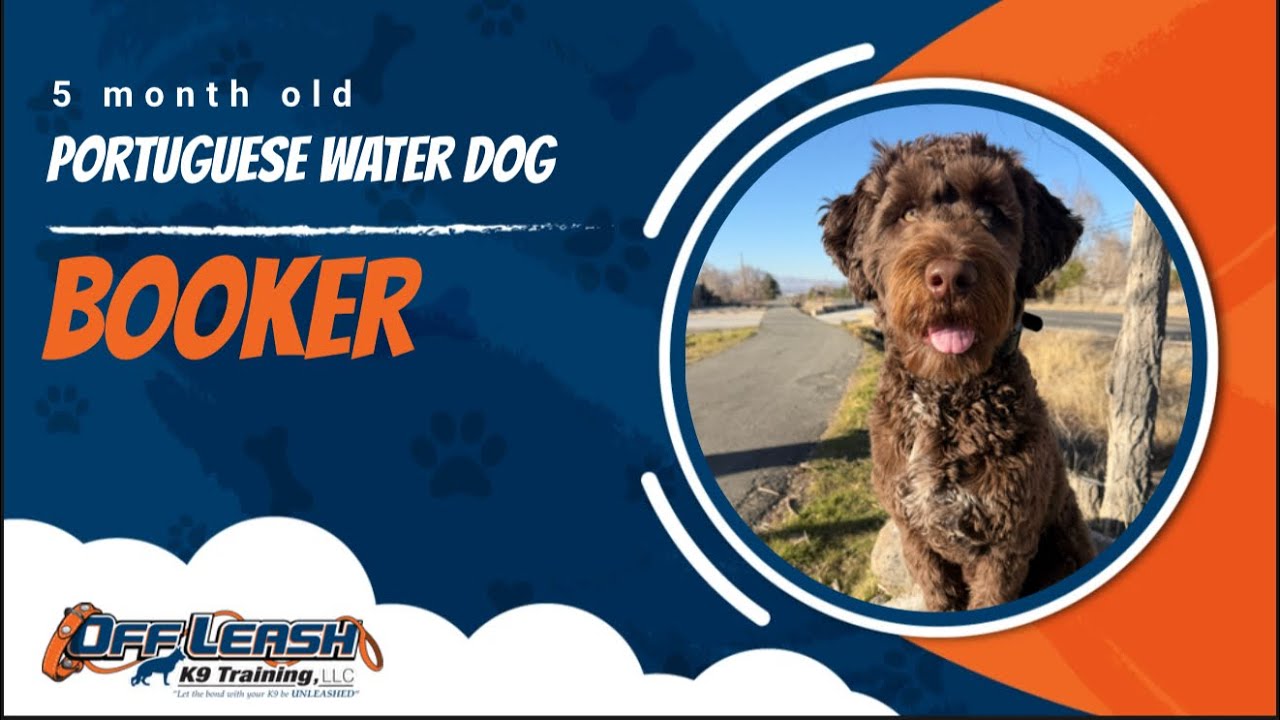 Portuguese Water Dog 🐾Off Leash Training | Best Dog Trainer | Reno, NV🐾