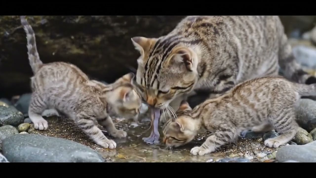 Mantlecat: The Tentacled Tabby of the Tidal Alley
