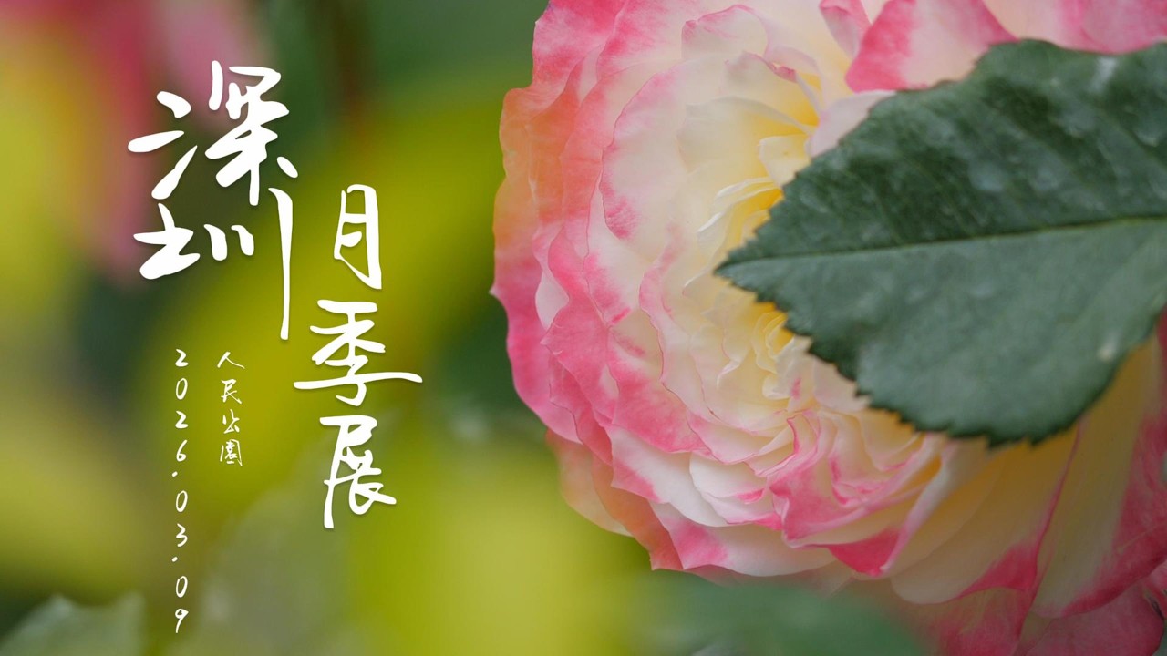 深圳月季展2026 5萬棵月季盛放 月季花海 4K