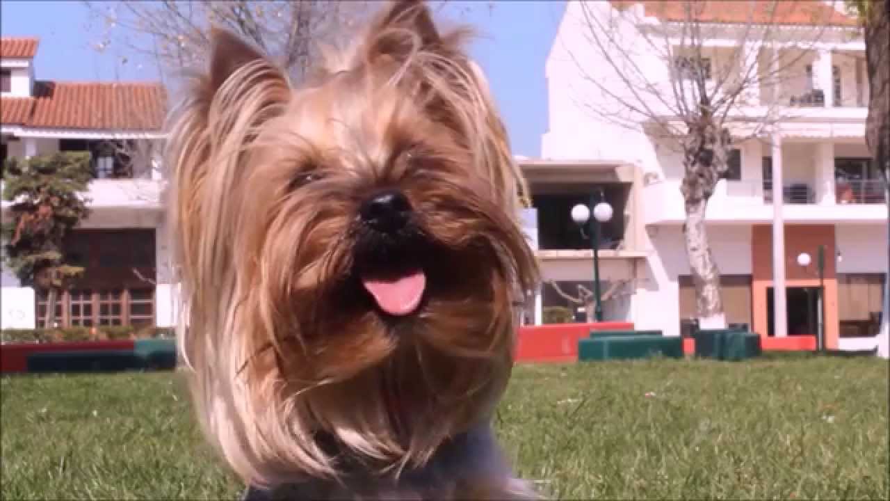 A yorkie's day...!!! Dog tricks!