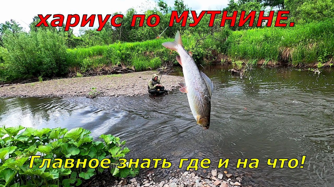 Ловля Хариуса в МУТЬ./Кабанчики нас ждали по другим КООРДИНАТАМ!/Ловим!
