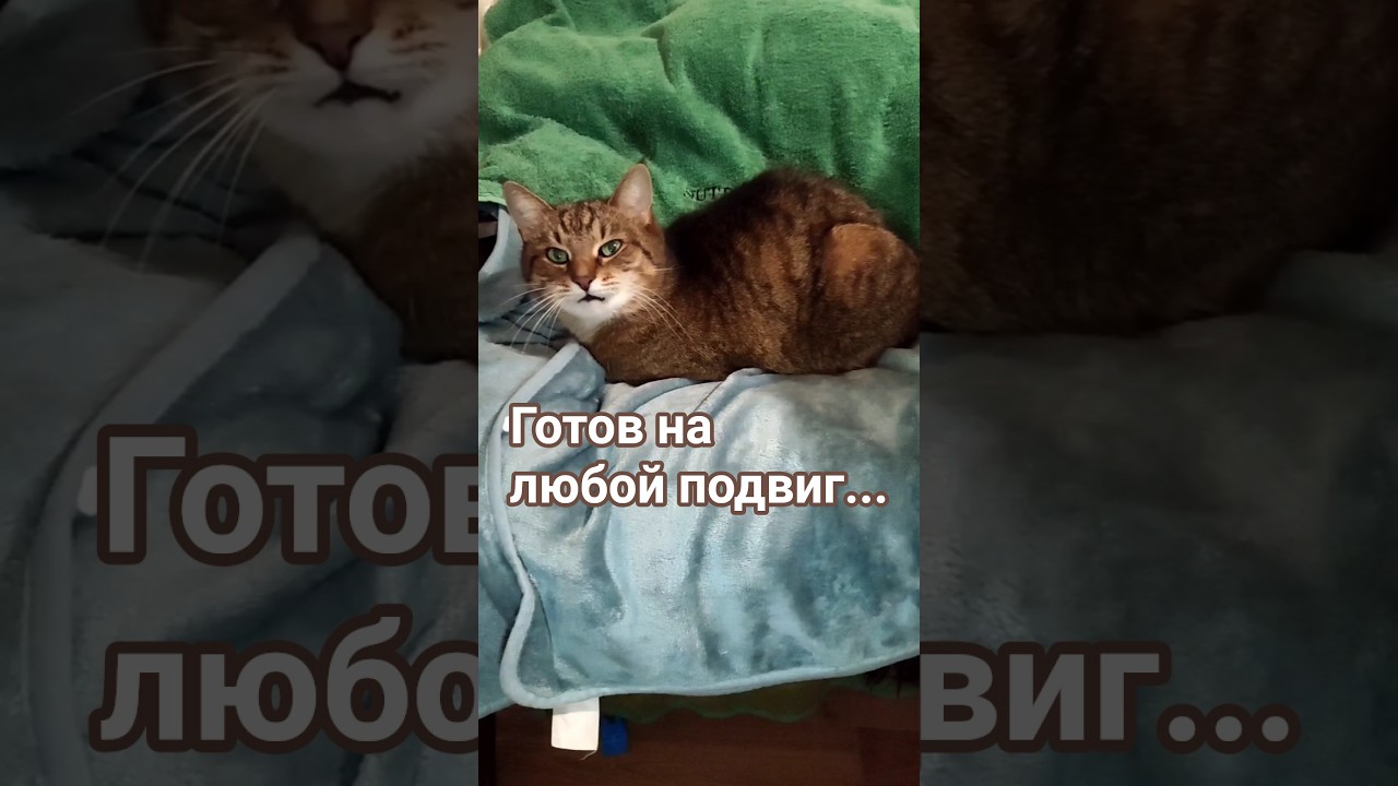 Любитель дивана#цитатыстэтхэма #cat #кот #видосыоткота #прикольныекоты