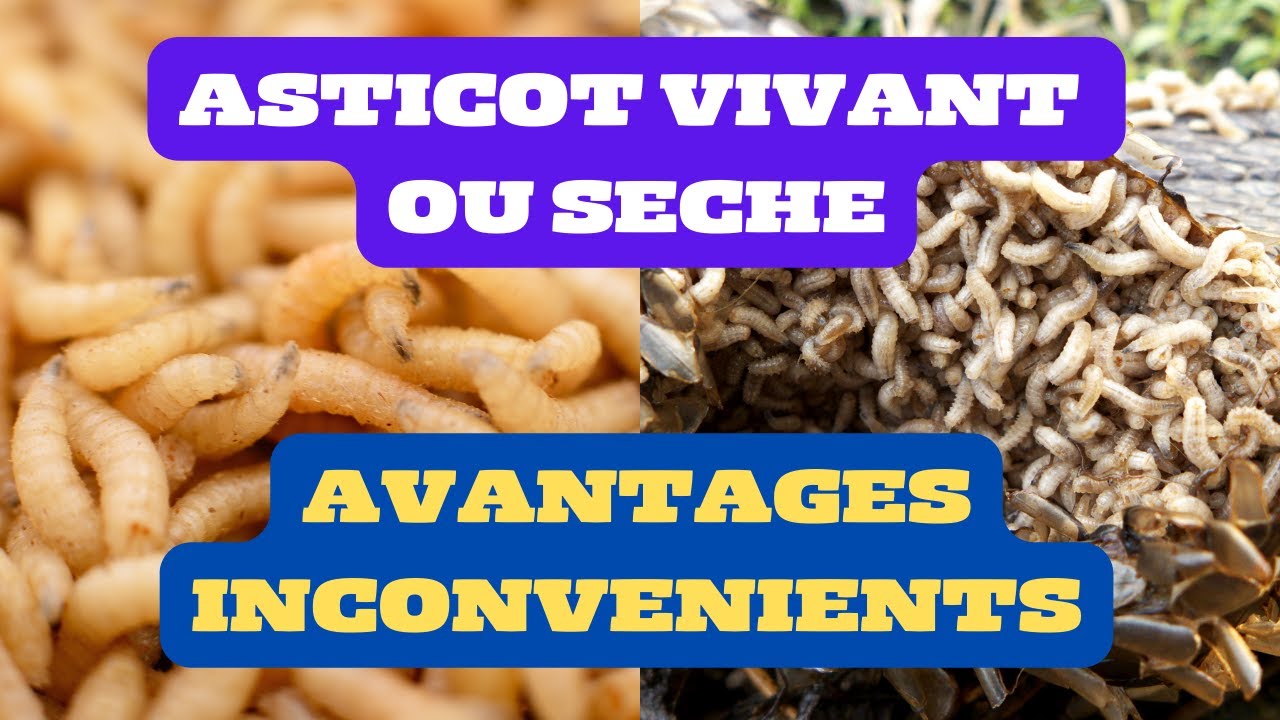 Vivant Ou Sèche? Lequel Des Deux Asticots Est Le Mieux Pour L'alimentation Des Poules