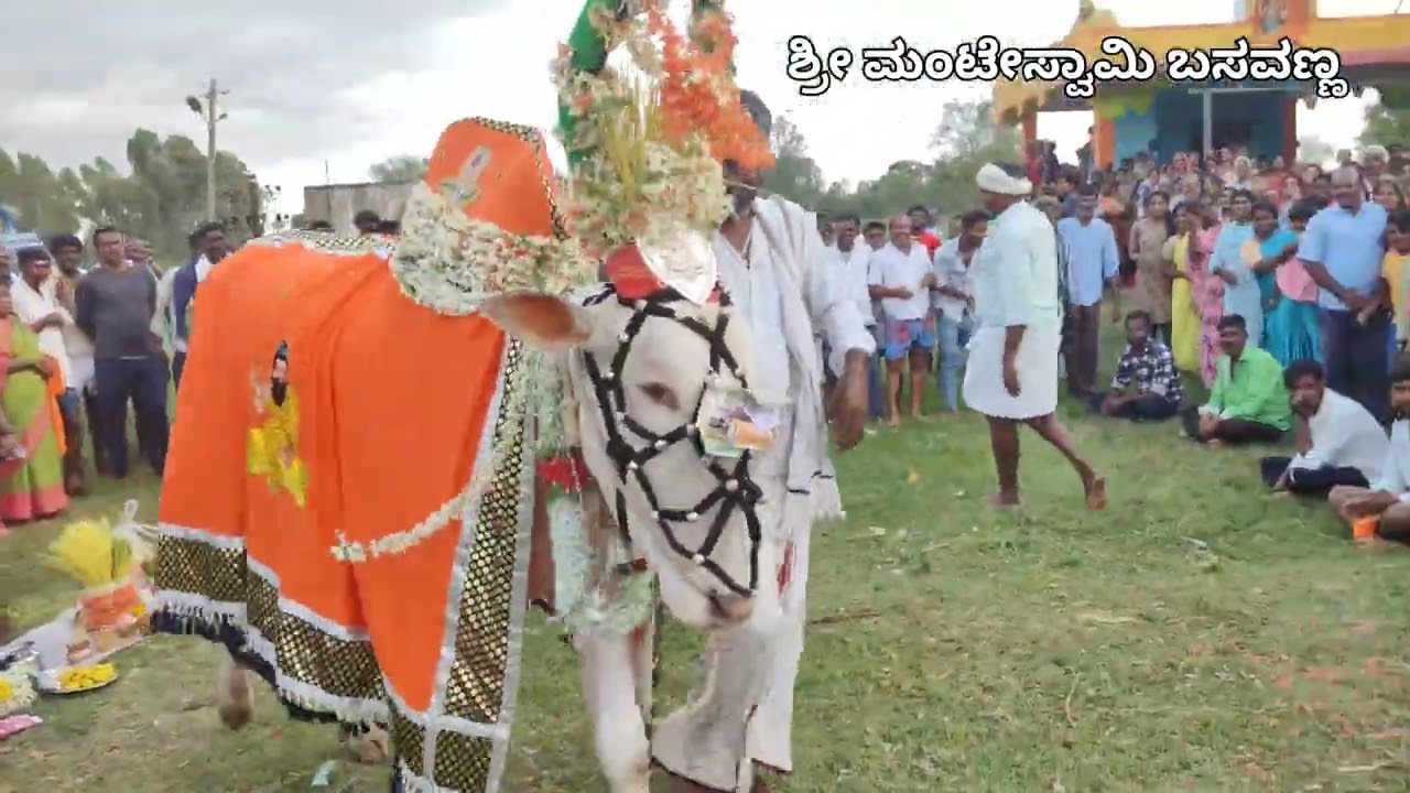 ,🌹🙏ಪಟ್ಟಲದಮ್ಮ ದೇವಸ್ಥಾನಕ್ಕೆ ಗುಡ್ಡನ  ಪಡೆಯುವುದು ಸ್ಥಳ ಬೆಂಡವಾಡ್ಡಿ ಗ್ರಾಮ🙏🌹