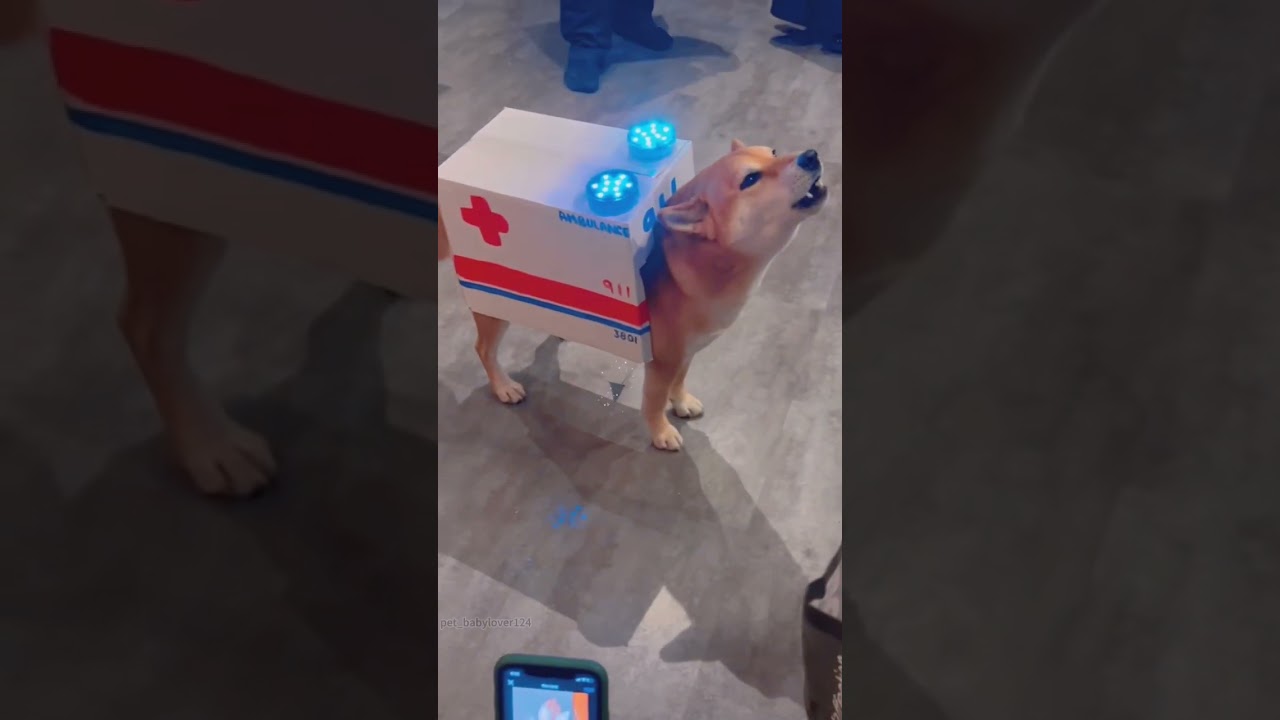 Dog fashion show🐕 #dog #funny #funnyanimals #funnypets #animals  #dog  #pet  #foryou  #longervideos